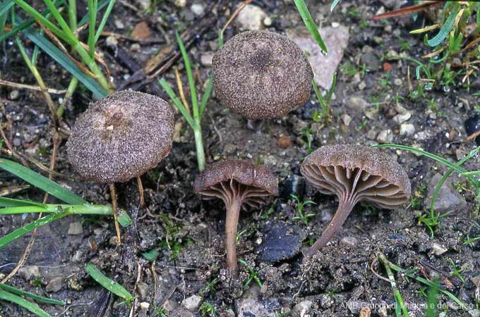 Entoloma phaeocyatus