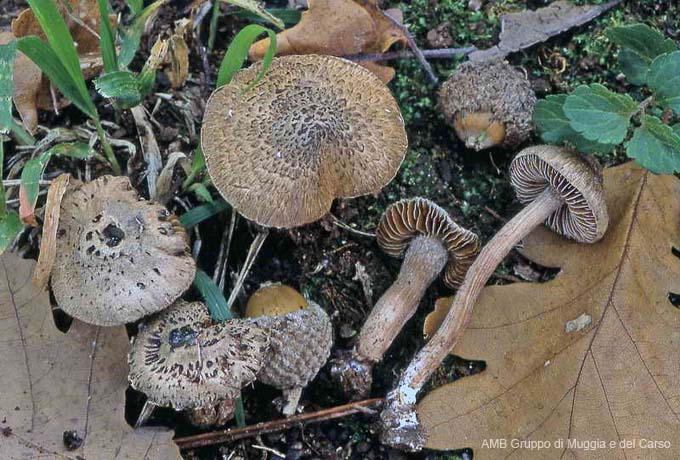 Inocybe bongardii  forma