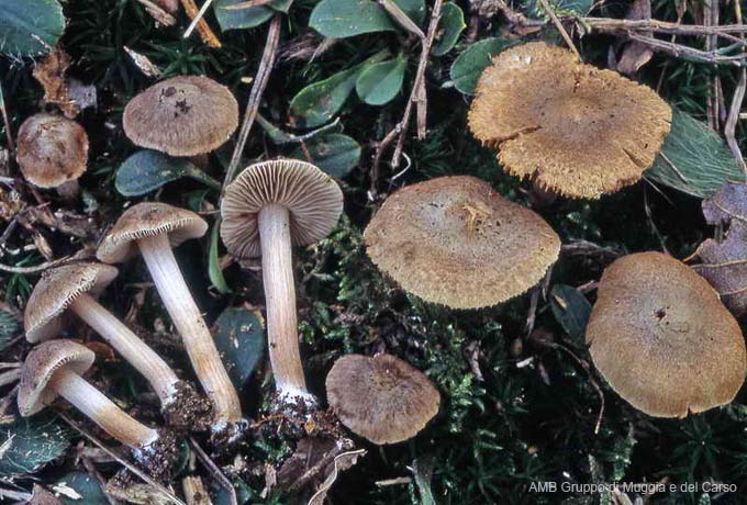 Inocybe cf. brunneorufa