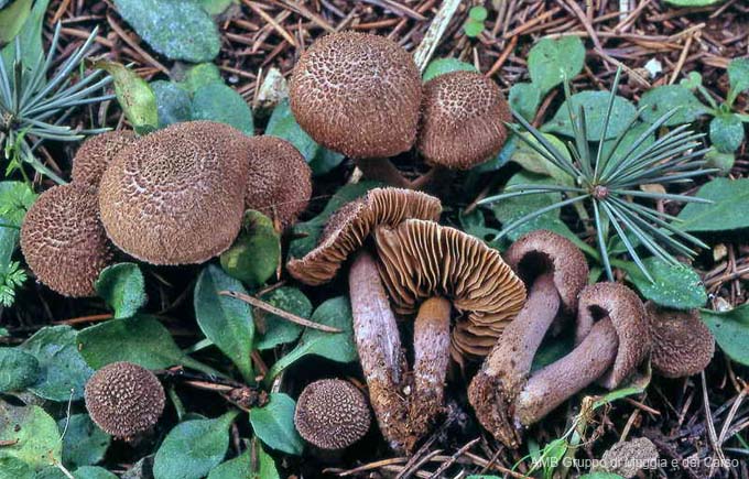 Inocybe cincinnata var major