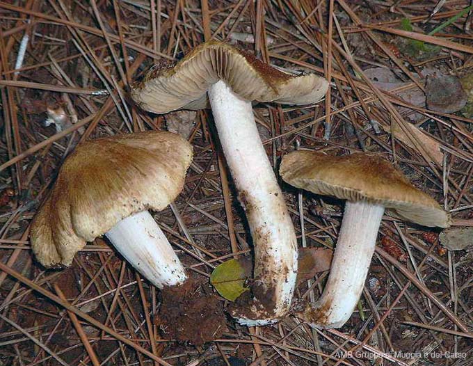 Inocybe fusipes ad int