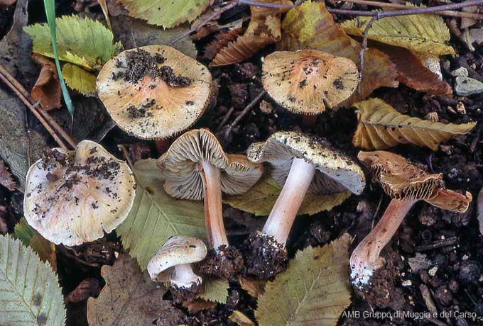 Inocybe godeyi