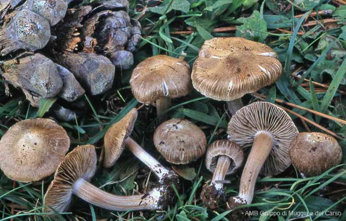 Inocybe griseotarda