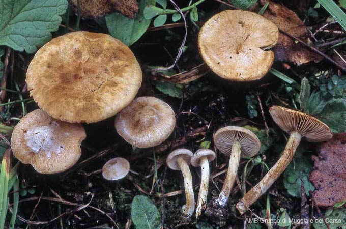 Inocybe leucoblema