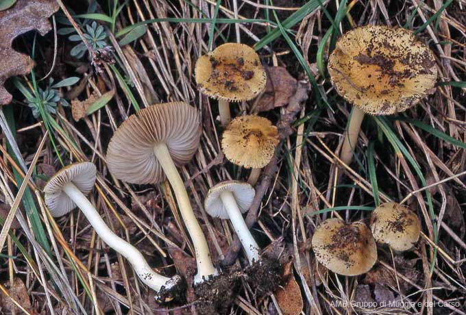 Inocybe mixtilis