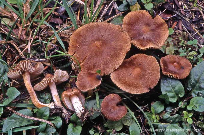 Inocybe nitidiuscula