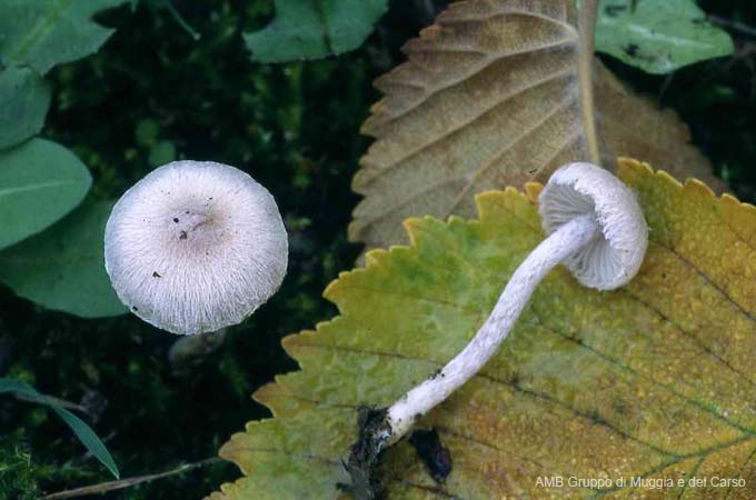 Inocybe phaeodisca var geophylloides