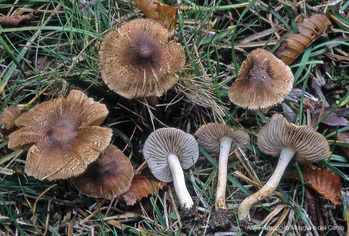 Inocybe splendens var phaeoleuca