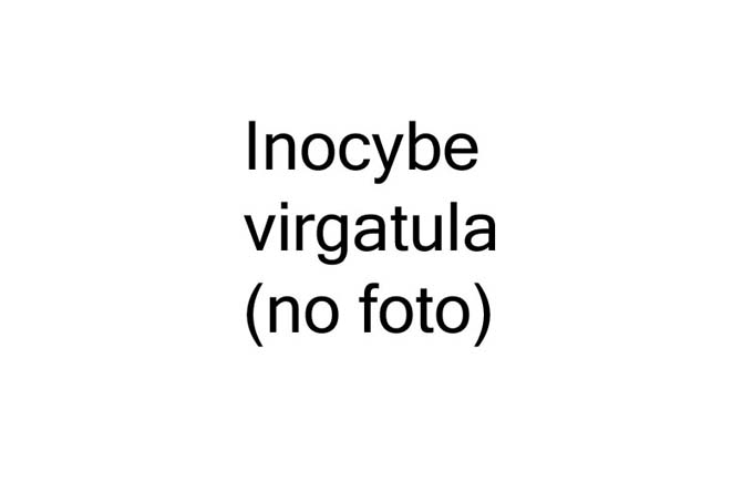 Inocybe virgatula