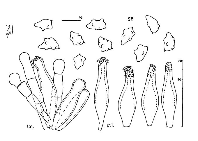 Inocybe cf. brunneorufa