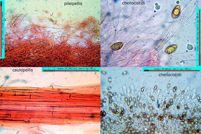 Hebeloma ochroalbidum