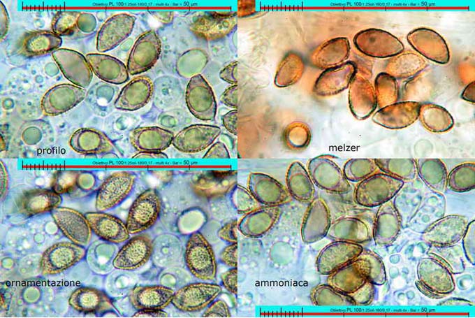 Hebeloma ochroalbidum