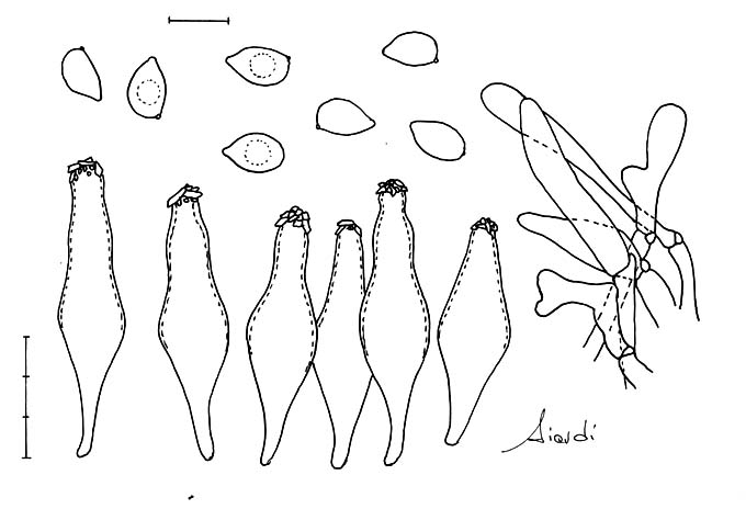Inocybe phaeodisca var geophylloides