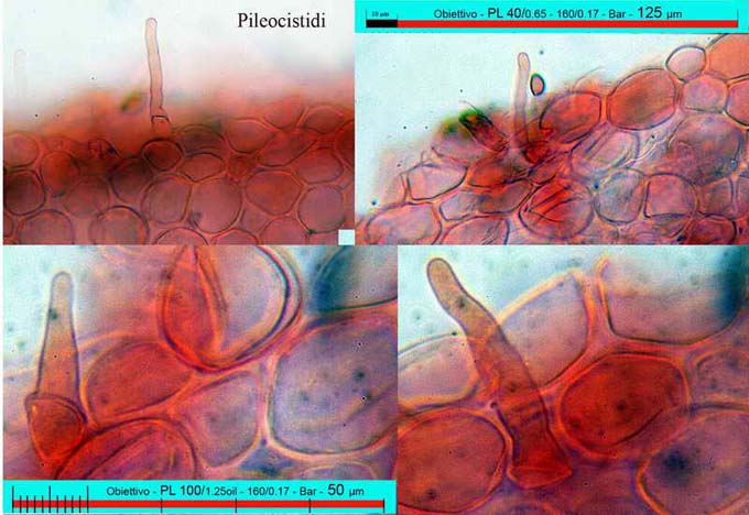 Pholiotina aeruginosa