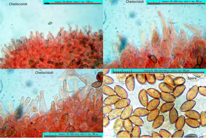 Pholiotina aeruginosa