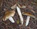 Inocybe fusipes ad int