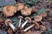 Inocybe oblectabilis