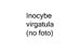 Inocybe virgatula