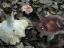 Russula maculata - ultimo messaggio di Soter 