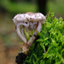 Inocybe griseovelata - last post by pino