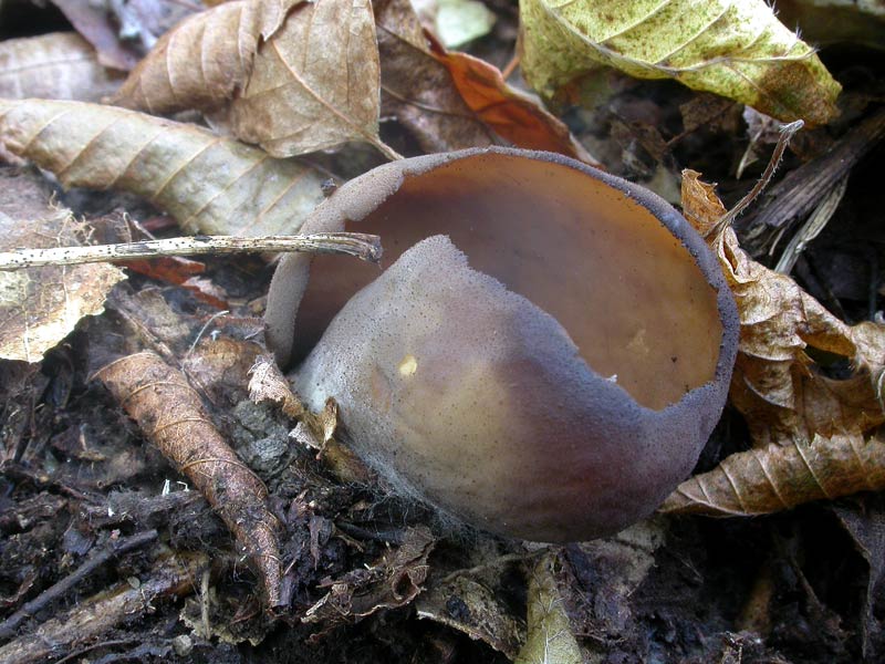 otidea_bufonia_2530_01.jpg