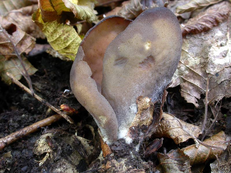 otidea_bufonia_2530_02.jpg