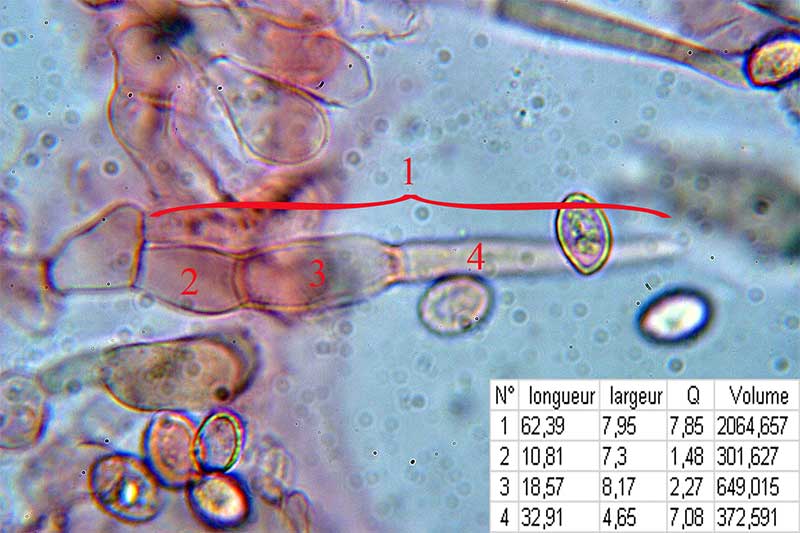 melanoleuca_spegazzinii_12.jpg