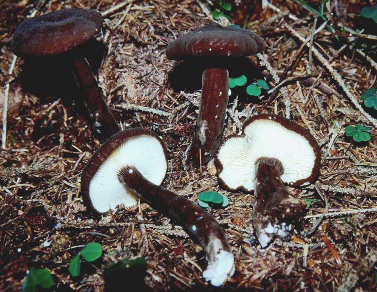 Lactarius lignyotus Ravascletto (UD) agosto 1999 S.jpg