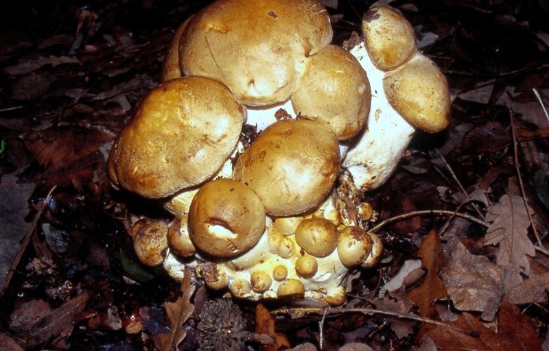 Leucopaxillus macrocephalus Coldellaio 1 S.jpg