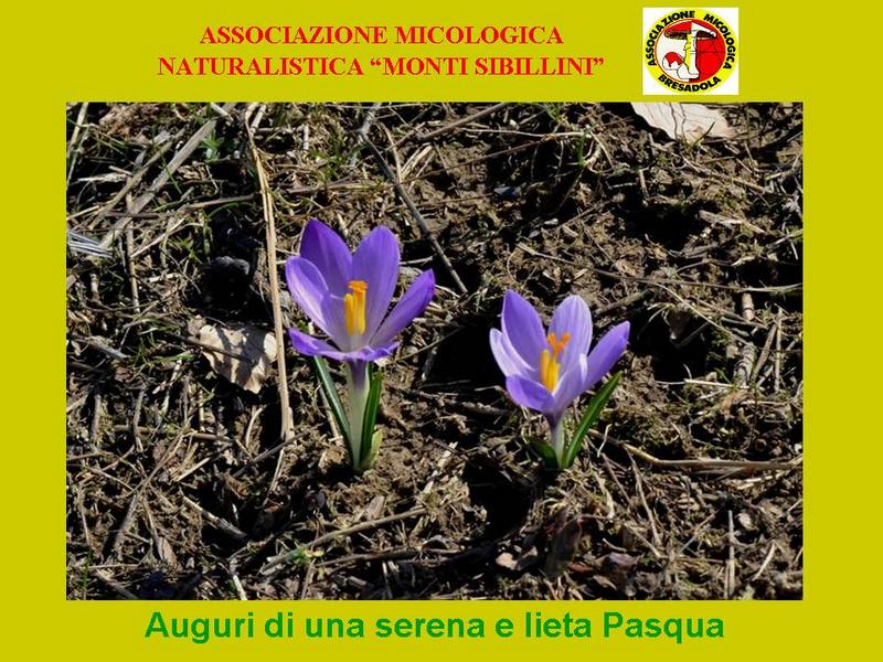 auguri Pasqua 2011.jpg