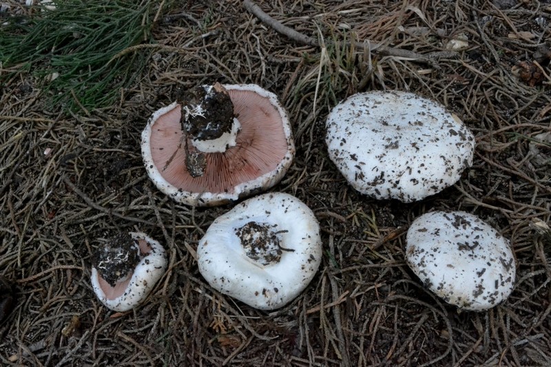 Agaricus bisporus  S. Claudio 17-01-2014.jpg