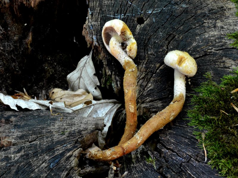 Hypholoma radicosum val di canatra 10-07-2015 1.jpg