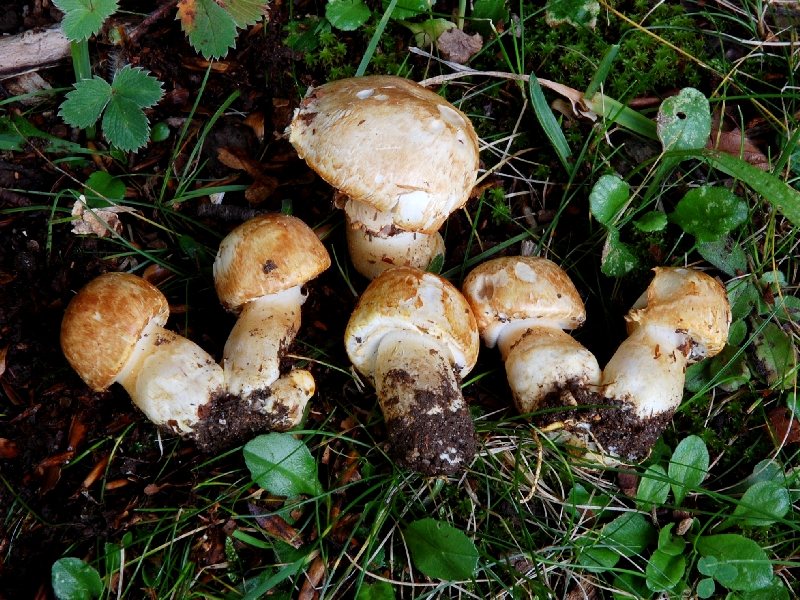 Agaricus xantholepis Campitelli (AQ) 26-09-2009.jpg