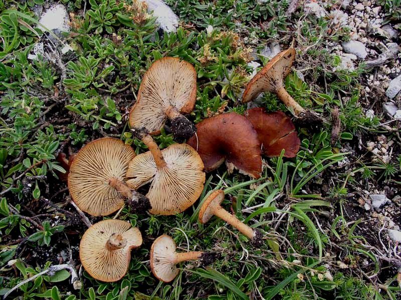 Clitocybe lateritia sett. 1996 m. Argentella.jpg