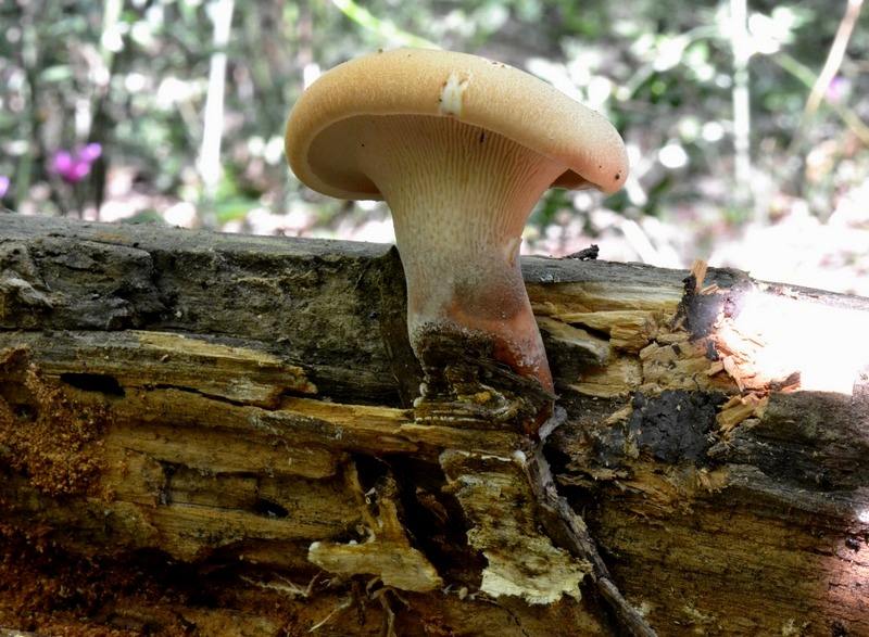 Neolentinus schaefferi Bandini 16-04-2011 8.jpg