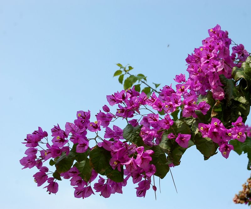 Bouganvillea 2.jpg