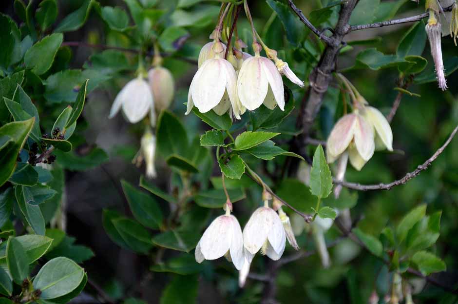 Clematis3.jpg