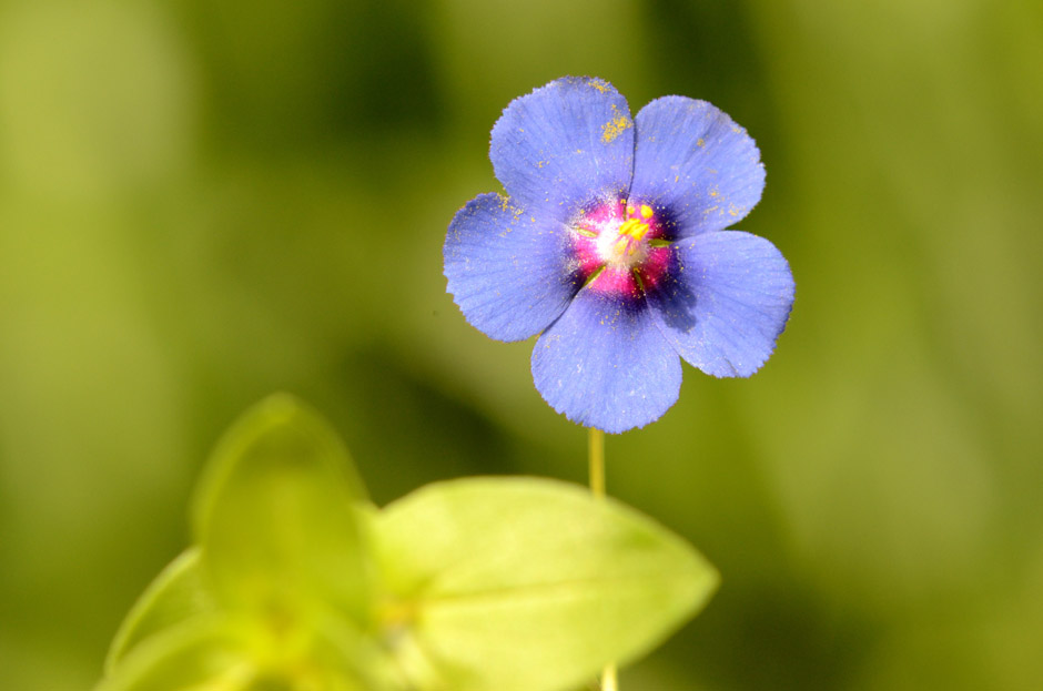 Anagallis arvensis rid(1).jpg