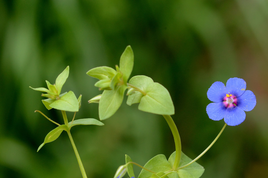 Anagallis arvensis rid (2).jpg