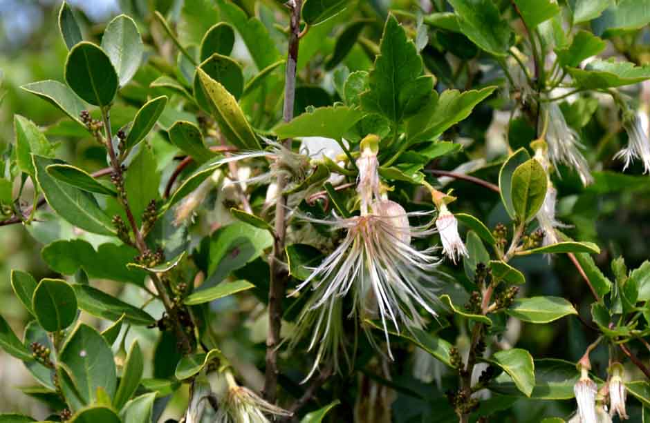 Clematis5.jpg