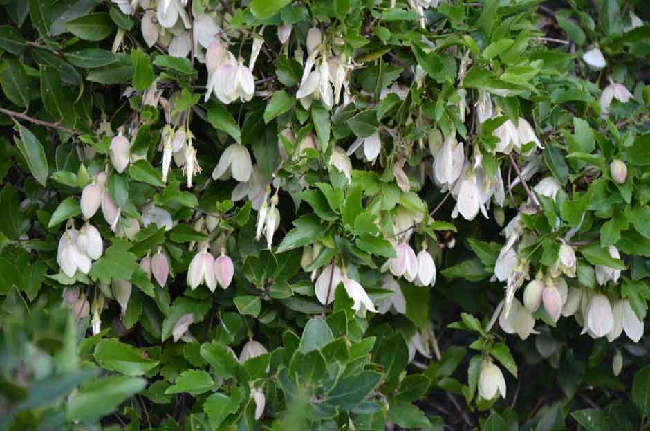 Clematis2.jpg