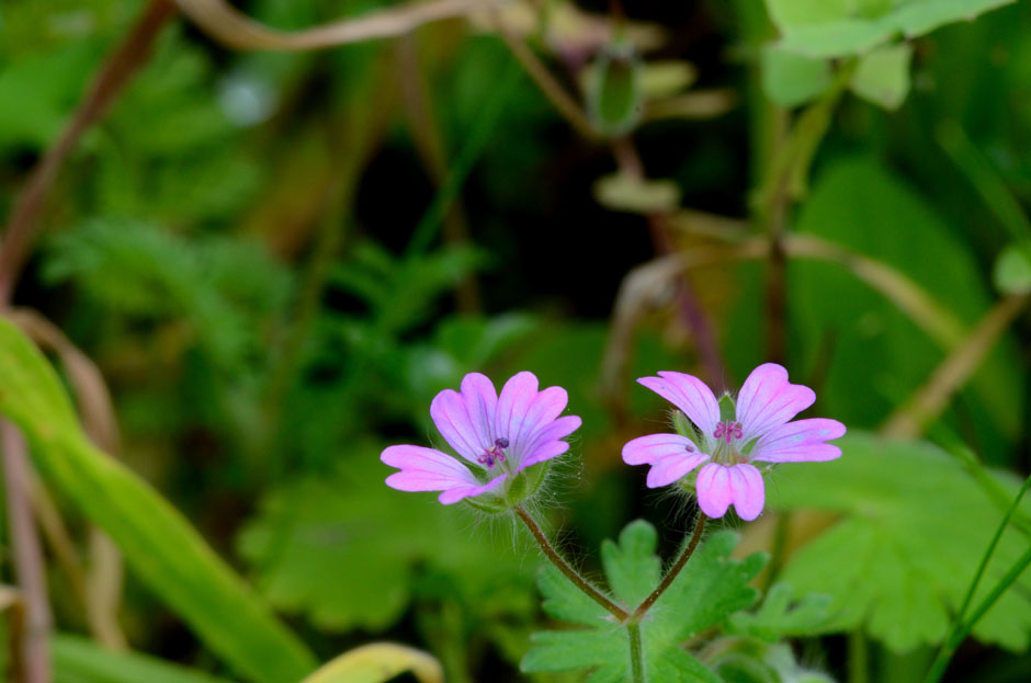 Geranium_02.jpg