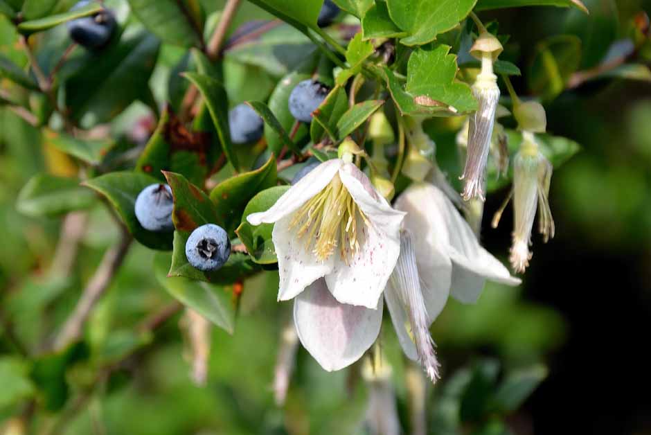 Clematis4.jpg