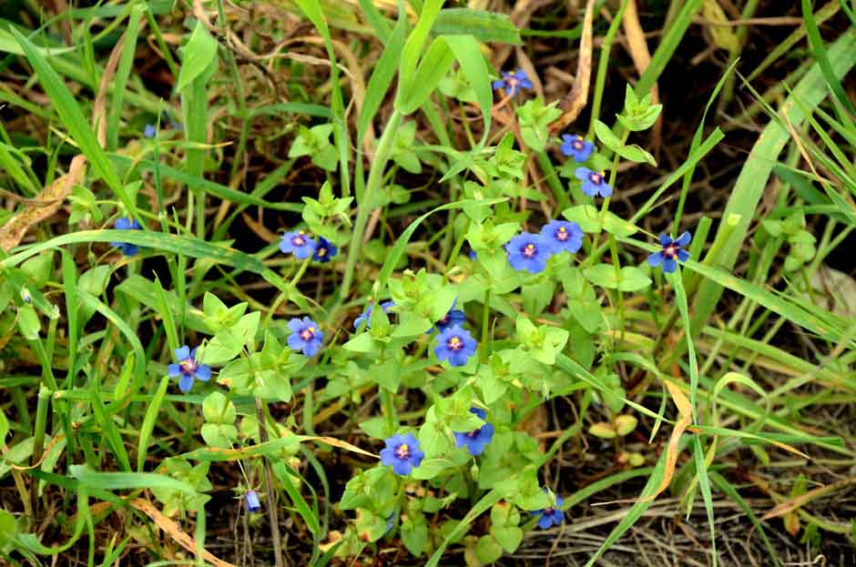 Anagallis arvensis rid.jpg