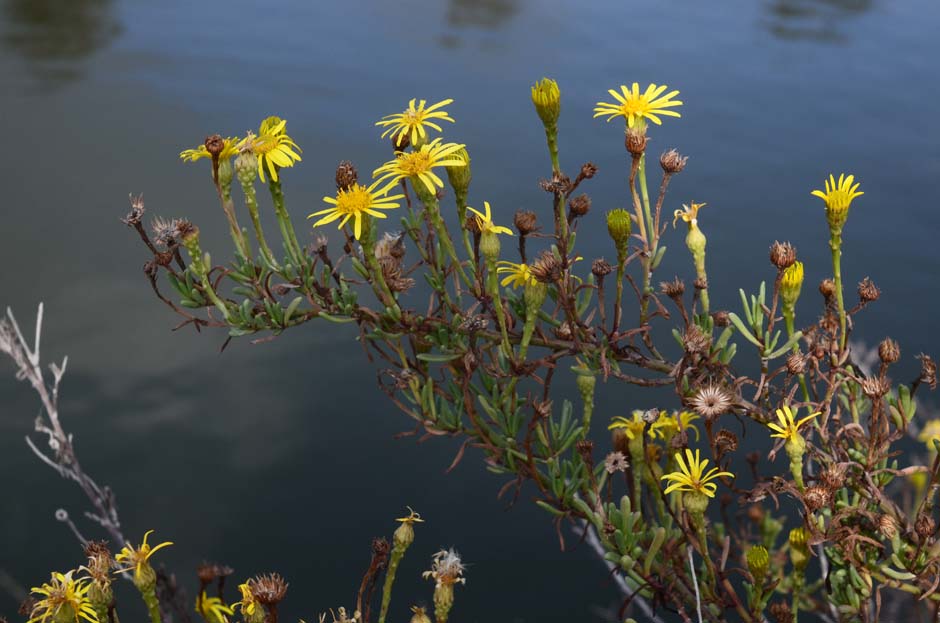 Inula crithmoides.jpg