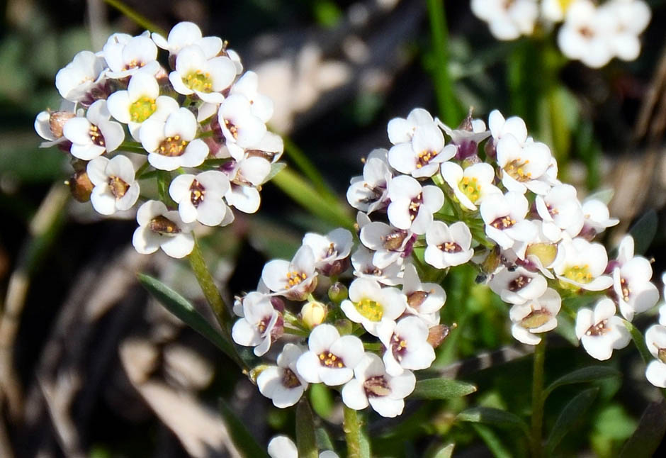 Lobularia2.jpg