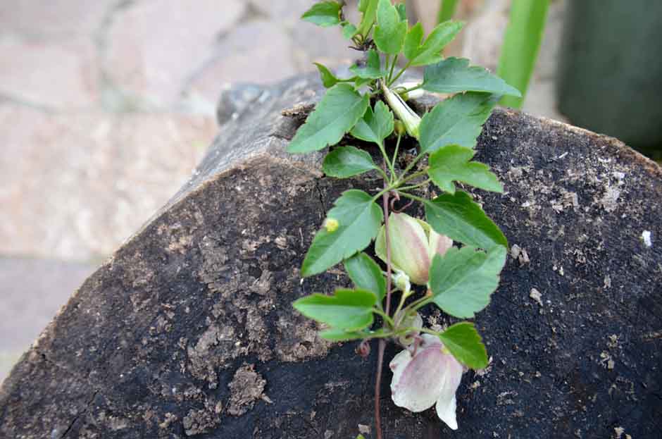 Clematis7.jpg