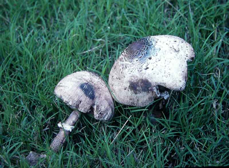 Lepiota_ol.jpg