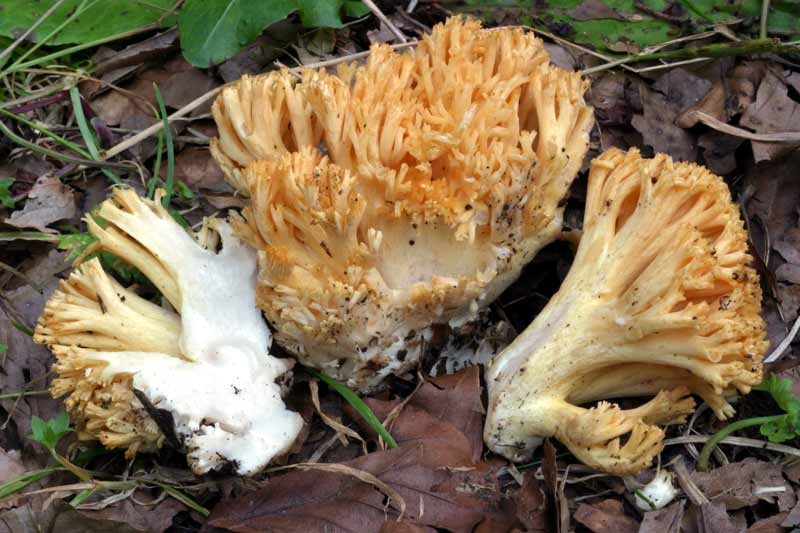 ramaria_cinzia01.jpg