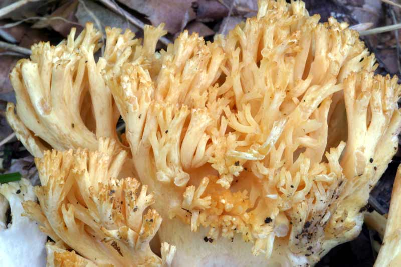 ramaria_cinzia05.jpg